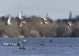 Canard colvert en vol au dessus d’un plan d'eau