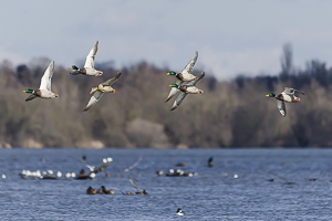 Canard colvert en vol au dessus d’un plan d'eau