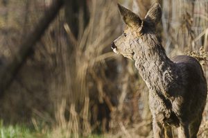 Chevreuil européen regardant au loin