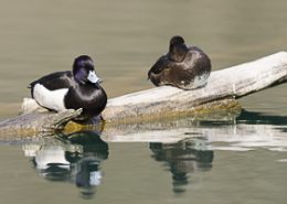 Fuligules prenant le soleil