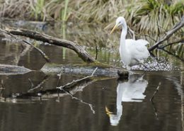 Aigrette à la pêche