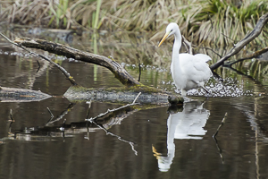 Aigrette à la pêche