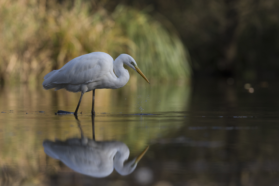 Grande aigrette et son reflet dans l'eau