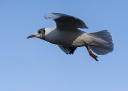 Mouette rieuse en vol