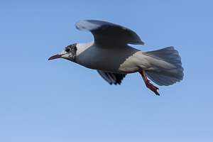 Mouette rieuse en vol