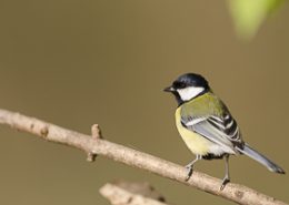 Avril 2014: Mésange charbonnière posé sur une branche