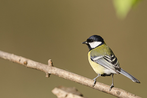 Avril 2014: Mésange charbonnière posé sur une branche