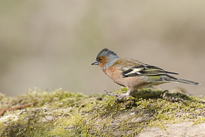 Mars 2014 Pinson marchant sur la mousse d’un tronc