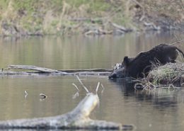 Sanglier entrant dans un bras de rivière