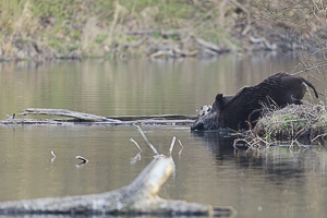 Sanglier entrant dans un bras de rivière