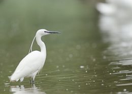 Aigrette garzette à l’affût de poissons sur un plan d'eau