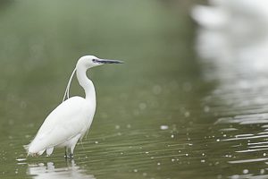 Aigrette garzette à l’affût de poissons sur un plan d'eau