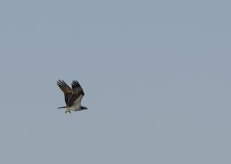 Balbuzard pêcheur en vol avec un poisson dans les serres