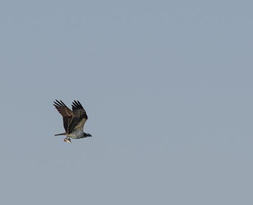 Balbuzard pêcheur en vol avec un poisson dans les serres