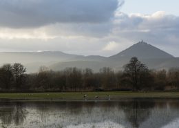 Cigogne blanche en groupe en fin de journée