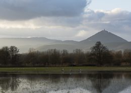 Février 2015 Cigogne blanche un groupe posé en fin de journée