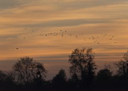 Septembre 2014 Coucher de soleil avec un vol de corneilles dans le ciel