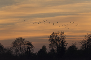 Septembre 2014 Coucher de soleil avec un vol de corneilles dans le ciel