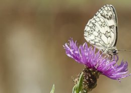 Demi deuil posé sur une fleur mauve