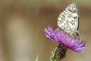 Demi deuil posé sur une fleur mauve