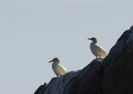 Fou de Bassan : deux individus posés en bord de falaise