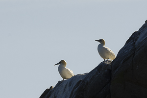 Fou de Bassan : deux individus posés en bord de falaise