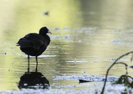 Mai 2014 : Foulque macroule les pieds dans l’eau sous une belle lumière