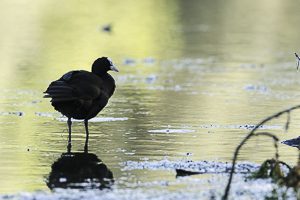 Mai 2014 : Foulque macroule les pieds dans l’eau sous une belle lumière