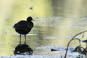 Mai 2014 : Foulque macroule les pieds dans l’eau sous une belle lumière