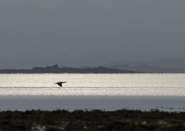Juillet 2014 : Grand cormoran survolant la baie à l'aube
