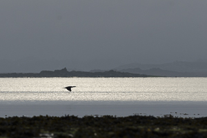 Juillet 2014 : Grand cormoran survolant la baie à l'aube