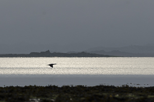 Juillet 2014 : Grand cormoran survolant la baie à l'aube