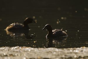 Grèbe castagneux en contre jour sur un plan d'eau