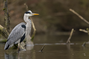 Novembre 2014 Héron cendré (Ardea cinerea)