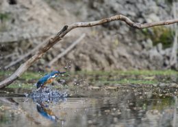 Martin pêcheur sortant de l’eau et se dirigeant vers un perchoir