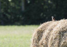 Pie grièche écorcheur au repos sur une botte de paille