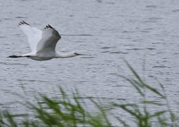 Spatule blanche en vol au dessus d’un plan d'eau