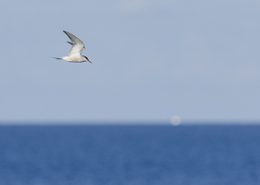 Sterne pierregarin survolant la mer au lever du jour