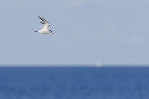 Sterne pierregarin survolant la mer au lever du jour