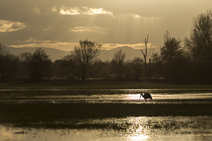 Cigogne blanche en contre jour au coucher du soleil