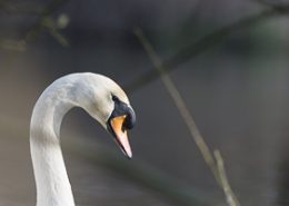 Cygne tuberculé gros plan de la tête d’un mâle adulte