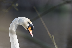 Cygne tuberculé gros plan de la tête d’un mâle adulte