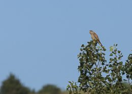 Faucon crécerelle prend le soleil à la cime d’un arbre