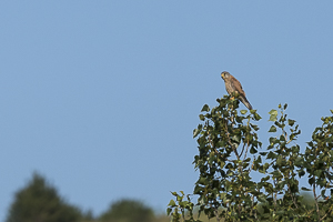 Faucon crécerelle prend le soleil à la cime d’un arbre