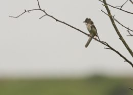 Fauvette grisette sur une branche luttant contre le vent fort