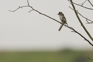 Fauvette grisette sur une branche luttant contre le vent fort