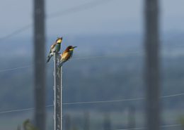 Mai 2015 guêpier d'Europe la femelle avale un papillon que vient de lui offrir le mâle