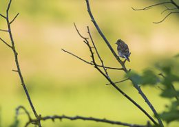 Moineau domestique posé sur un fond aux couleurs très chaudes