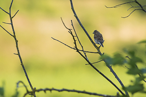 Moineau domestique posé sur un fond aux couleurs très chaudes