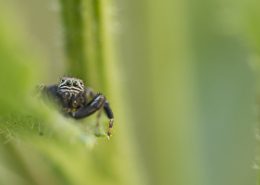 Salticide prise en macro de face sur fond vert